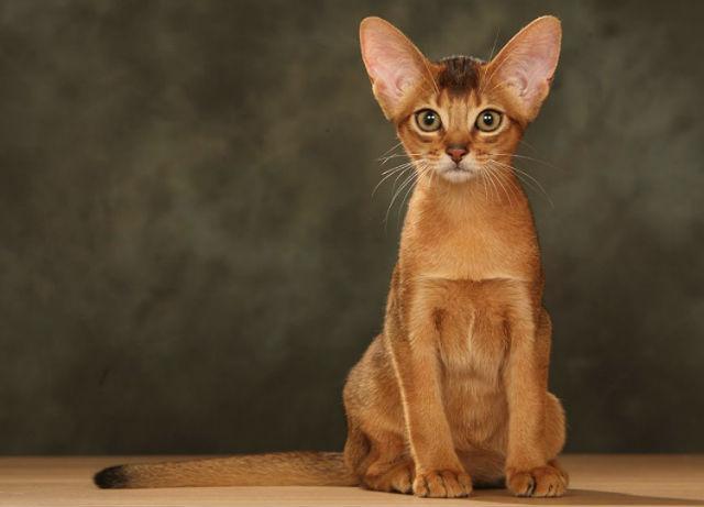 Котенок абиссинец