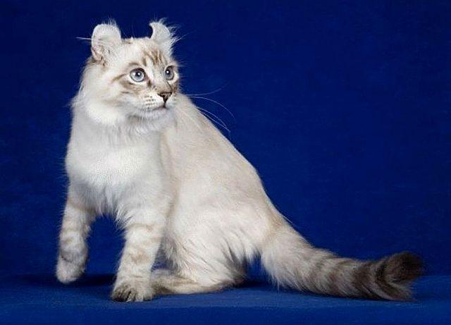 Американский керл - грациозная кошка