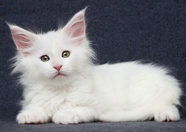 Котенок Белый мейн-кун