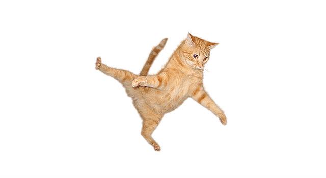 Кошка Чито