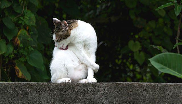 Блуждающая перхоть у кошки