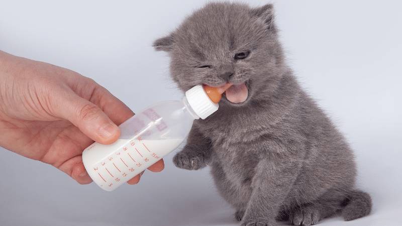 Чем кормить котят - молоко