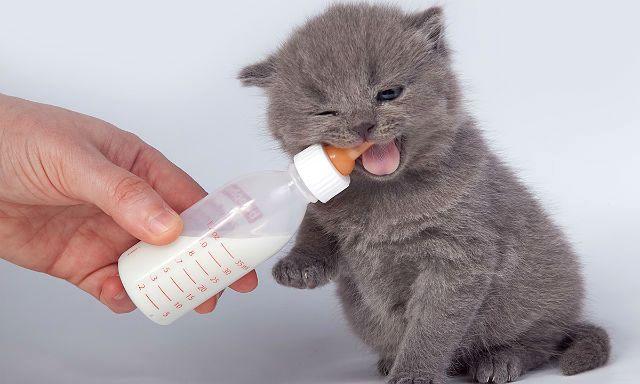 Кормление шотландского котенка молочной смесью
