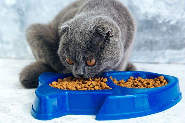 Кормление годовалого шотландского кота