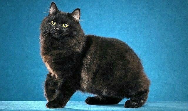 Черная кошка породы кимрик
