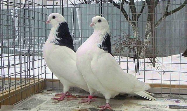 Чистопольские голуби