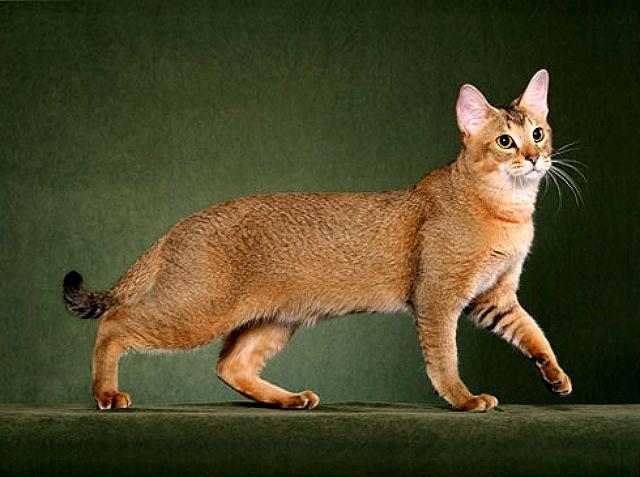 Chausie-1 Кошка чаузи на зеленом фоне