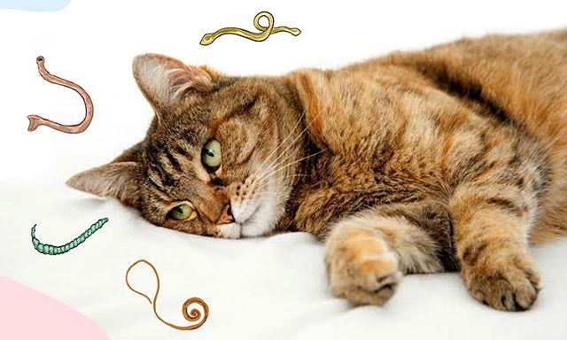 Глисты у домашнего кота