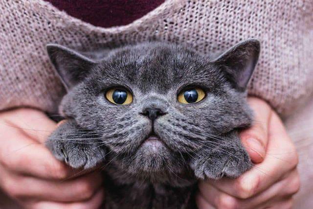 Повадки британских кошек