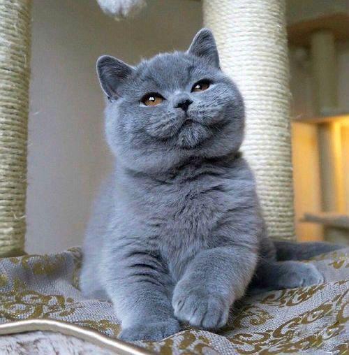 Воспитание британских кошек