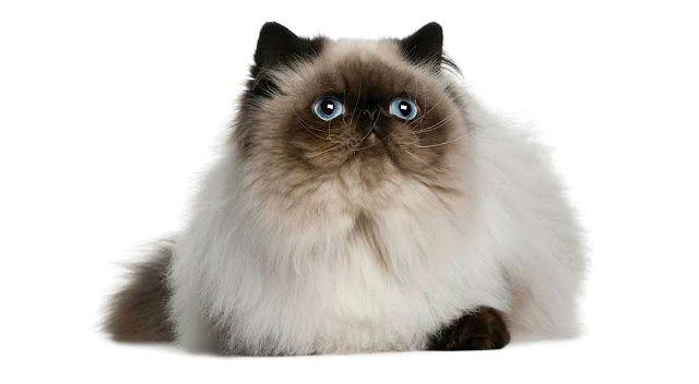 Гималайская кошка