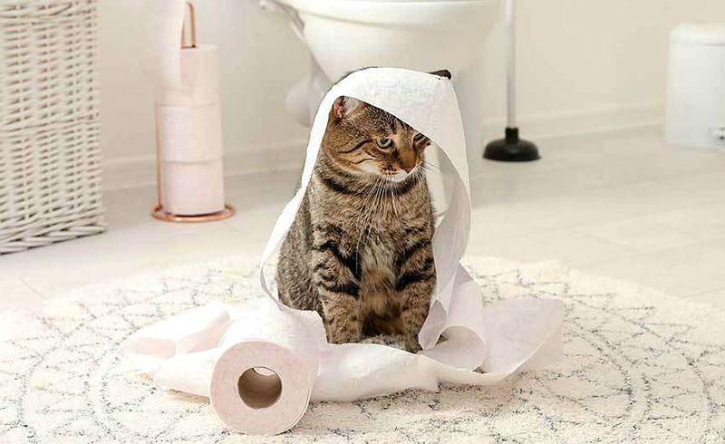 Идиопатический цистит у кошки