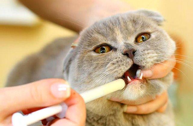 Глистование кошки - суспензия