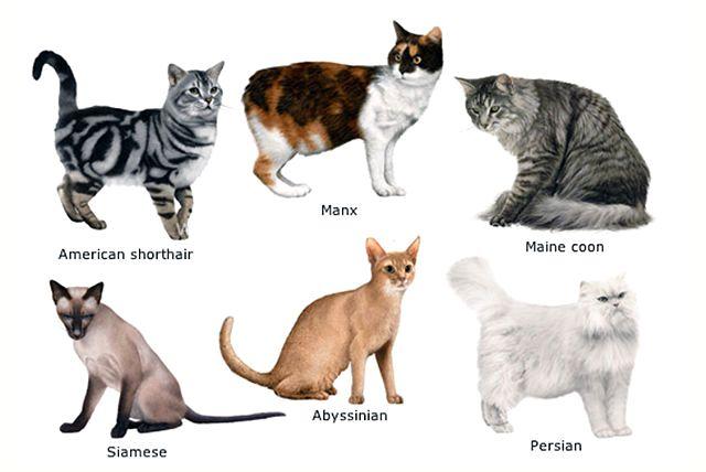 Породистые кошки
