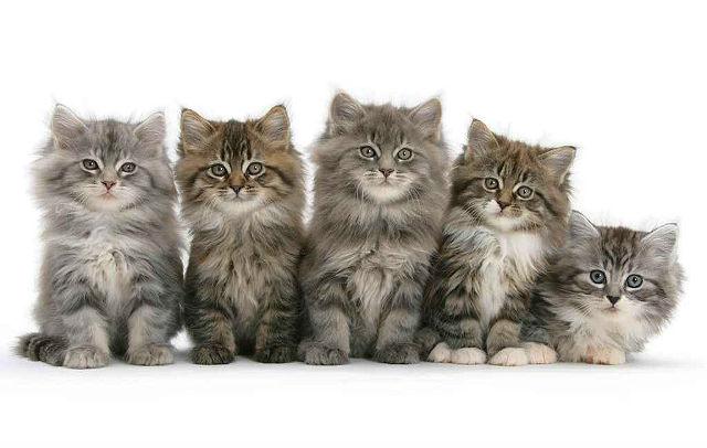 Котята мейн-кун без кисточек на ушах