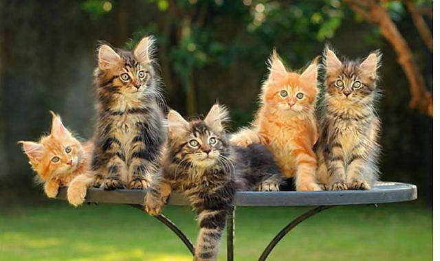 Котята мейн-кун - окрасы шерсти