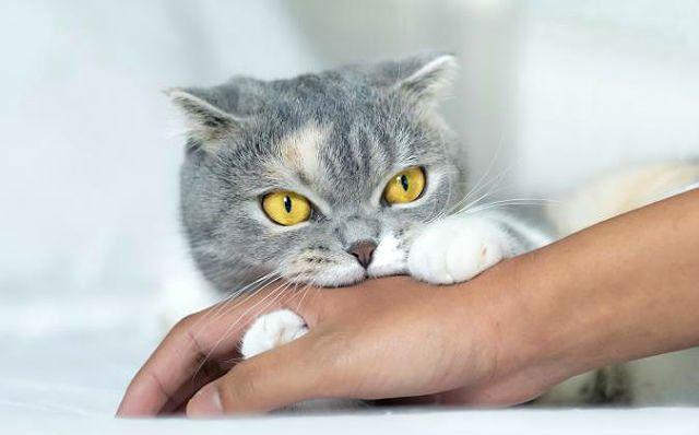 Как отучить котенка кусаться