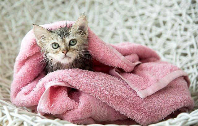 Как правильно купать котенка