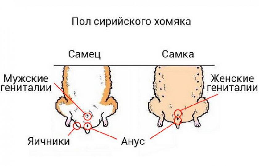Как распознать самку и самца хомяка - по половым признакам