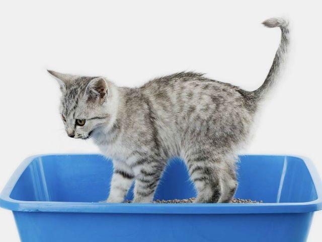 Понос у котенка - причины