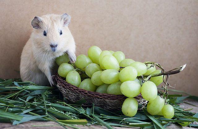 Виноград для морской свинки