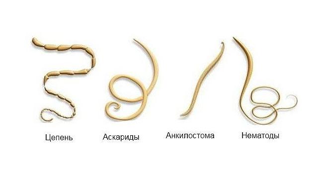 Глисты анкилостомоз и унцинариоз