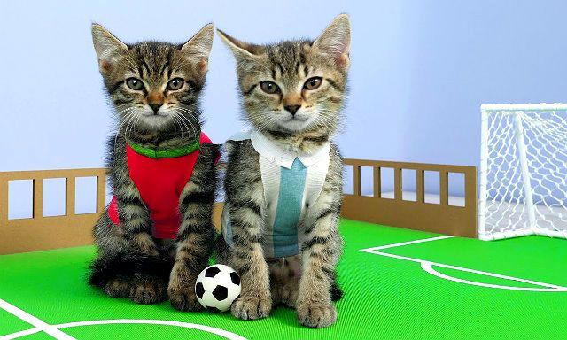Клички для котов