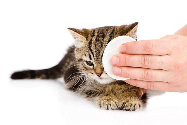 Промывание глаз котенку