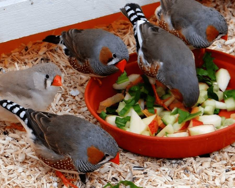 Фрукты, овощи для амадин