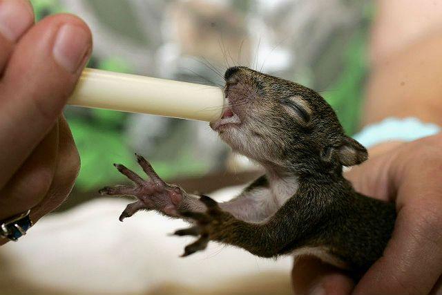 Кормление новорожденной чилийской белки дегу