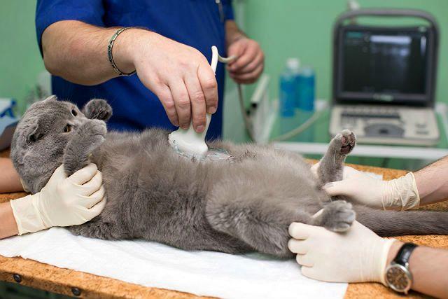 Коронавирус у кошек - диагностика, УЗИ
