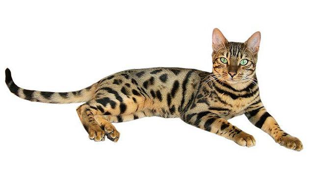 Кошка браун табби