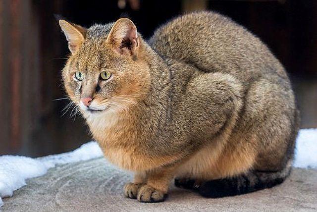 Кошка чаузи - окрасы