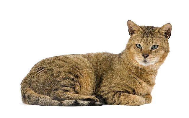 Кошка чаузи лежит