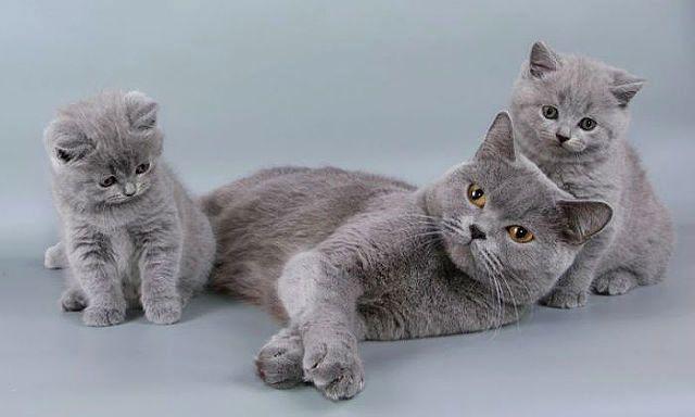 Кошка и котята британцы