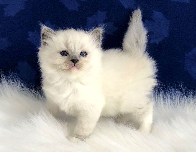 Рэгдолл - котенок