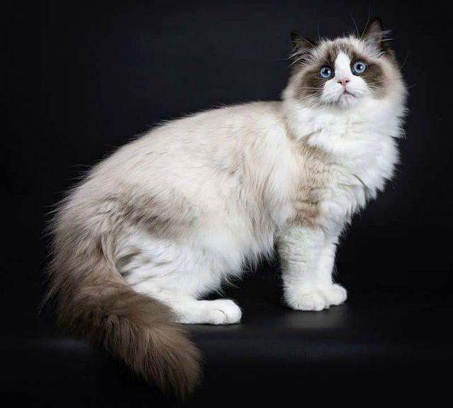 Кошка рэгдолл - внешний вид