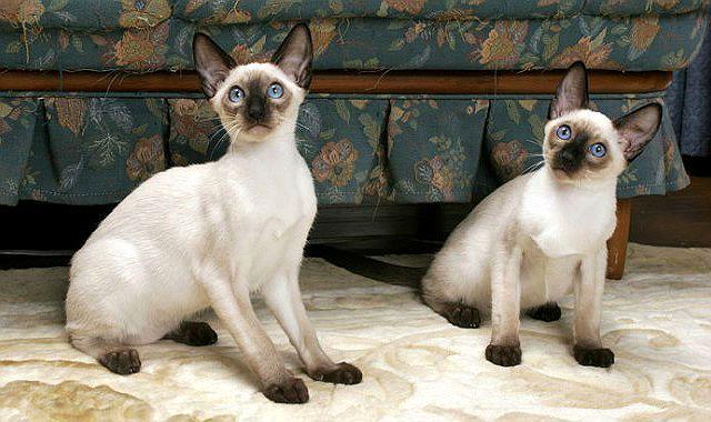 Сиамские кошки