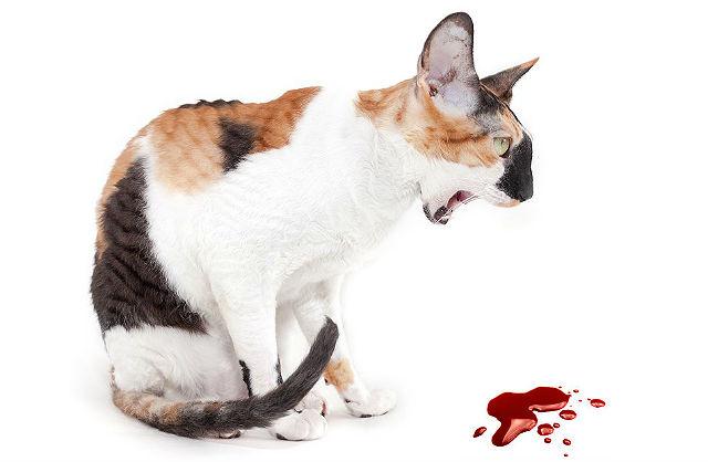 Кот блюет кровью