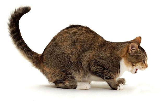 Кот блюет шерстью
