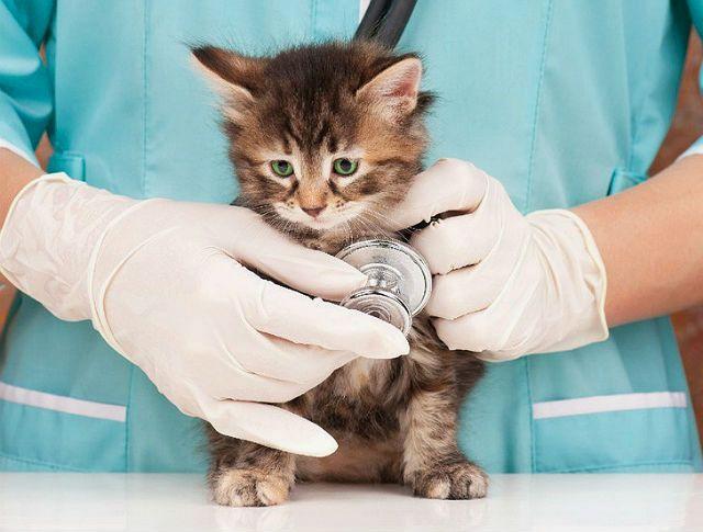 Котенок не ходит в туалет по-большому - помощь ветеринара
