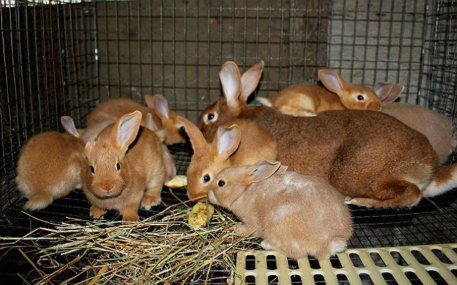 Красный новозеландский кролик - разведение