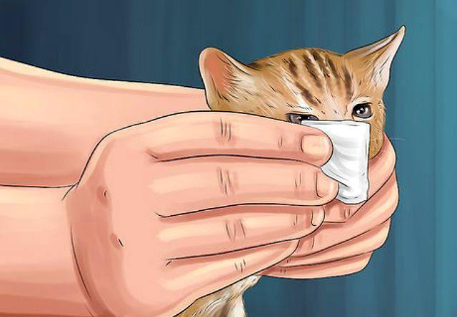 Кровь из носа у котенка
