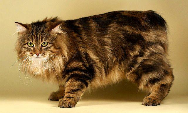 Кошка курильский бобтейл