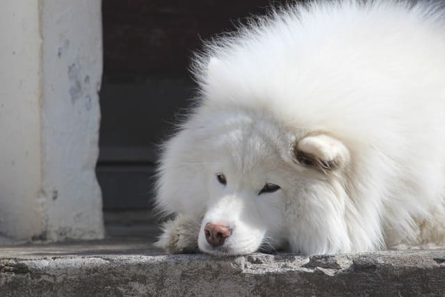 Лайка (11) Лайка лежит на земле