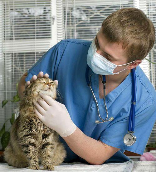 Лечение акне у кошек