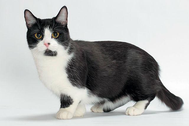 Кошка Манчкин