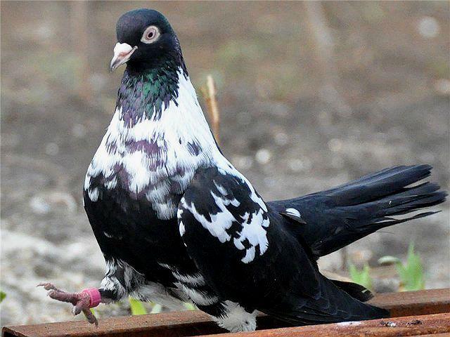 Мордовский голубь
