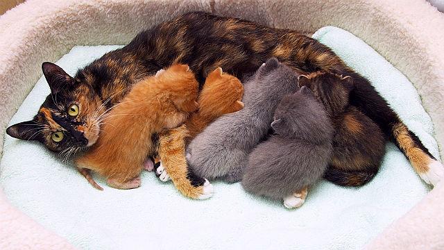 Кормящая кошка