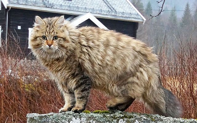 Норвежская лесная кошка полосатая